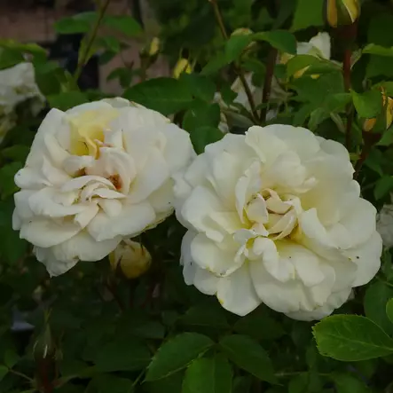 Kanadalainen ruusu J.P. Connell - Ryhmäruusut - 28245 - 2