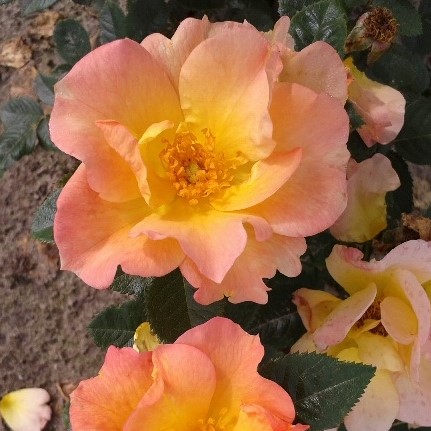 Kanadalainen ruusu Morden Sunrise - Ryhmäruusut - 27545 - 1