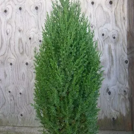 Kartiokiinankataja Stricta 40-50 - Havupuut - 60515 - 1