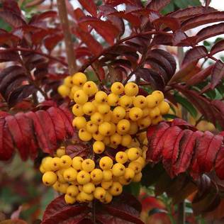 Keltapilaripihlaja Autumn Spire - Koristepuut - 42065 - 1