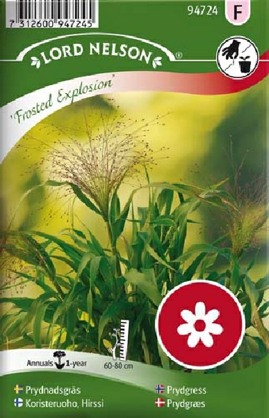 Koristeruoho, Hirssi, Frosted Explosion - Kukkien ja koristeheinien siemenet - 7312600947245 - 1