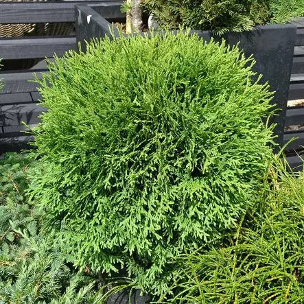 Pallotuija Little Giant C7,5 40-50 - Havupuut - 62525 - 1