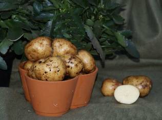 Peruna Timo 1 kg 30-55 mm - Siemenet ja sipulit - 6417486003625 - 1