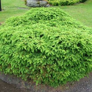 Pesäkuusi Nidiformis C3 30-40 - Havupuut - 61265 - 1