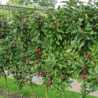 Pilariomenapuu Triumf kesälajike - Omenapuut - 14925 - 1