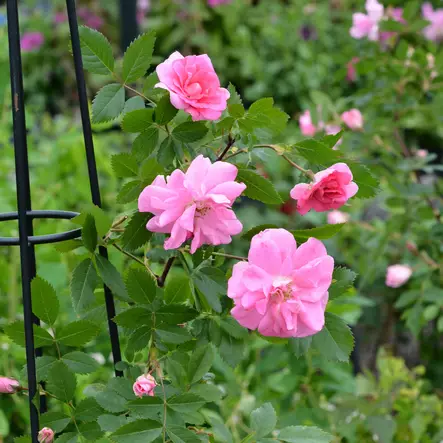 Puistoruusu Ilo - Puistoruusut - 25865 - 1