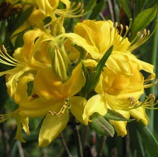 Revontuliatsalea Golden Lights - Alppiruusut ja atsaleat - 3505 - 1