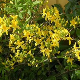 Revontuliatsalea Golden Lights - Alppiruusut ja atsaleat - 3505 - 2