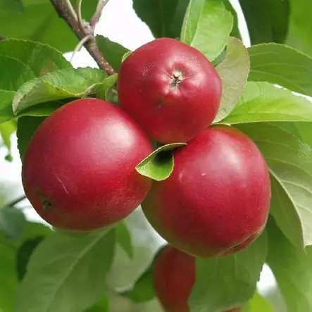 Syysomena Heta - Omenapuut - 1115 - 1