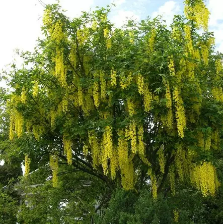 Tarhakultasade Vossii - Koristepuut - 4585 - 1