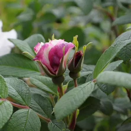 Tarhakurtturuusu Louise Bugnet - Puistoruusut - 28325 - 2