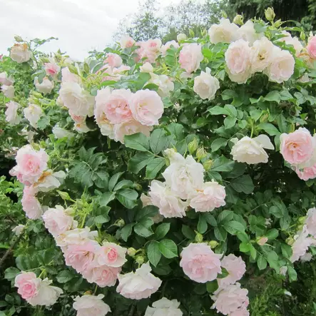 Tarhakurtturuusu Ritausma - Puistoruusut - 28725 - 2