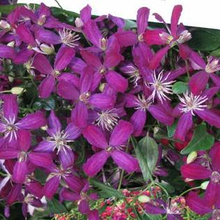 Tarhatuoksukärhö Sweet Summer Love - Köynnöskasvit - 50595 - 1