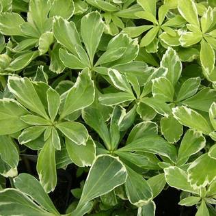 Varjoyrtti Variegata - Perennat - 73905 - 1