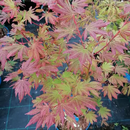 Koreanvaahtera Arctic Jade (Jack Frost) - Koristepensaat - 43035 - 2