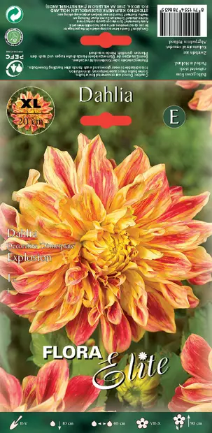 Daalia Explosion, Dinnerplate - Daaliat - 8711554788635 - 1