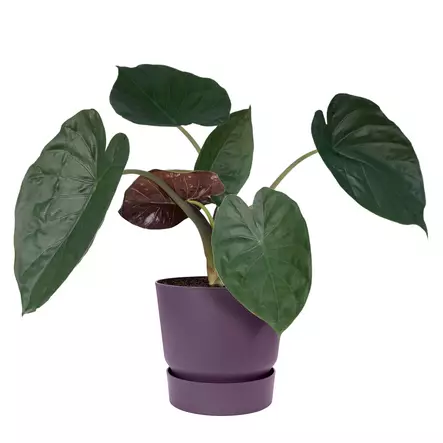 Elho Ruukku Greenville 18 cm - Istutusruukut - 8711904549695 - 1