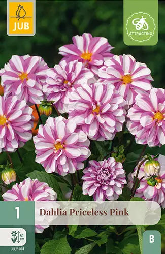 Daalia Priceless Pink 1 kpl/pkt - Daaliat - 8720873000885 - 1