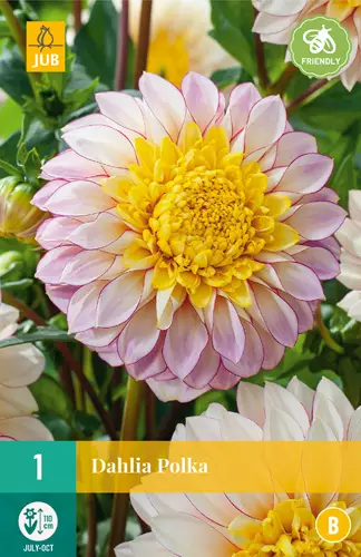 Daalia Polka 1 kpl/pkt - Daaliat - 8712438614835 - 0