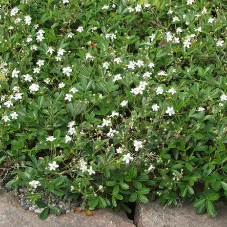 Grönlanninhanhikki Nuuk 6 kpl/kenno - Koristepensaat - 46285 - 1