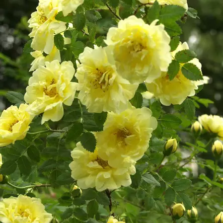 Harisoninkeltaruusu Williams' Double Yel - Puistoruusut - 26925 - 2