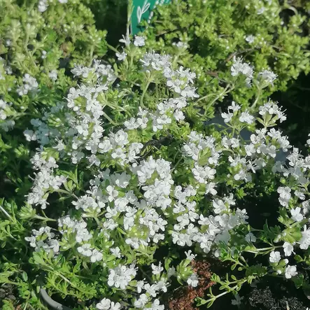 Harmaa-ajuruoho Albiflorus - Perennat - 75535 - 1