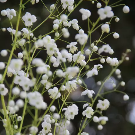 Jaloängelmä Album - Perennat - 75745 - 2