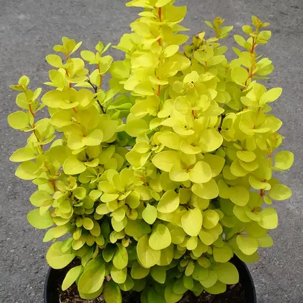 Japaninhappomarja Maria - Koristepensaat - 45215 - 1