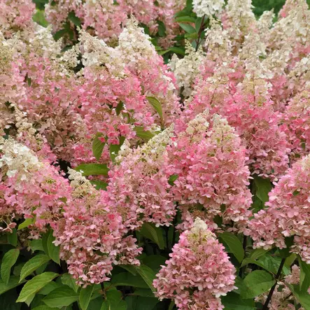 Japaninhortensia Candlelight - Koristepensaat - 45735 - 1