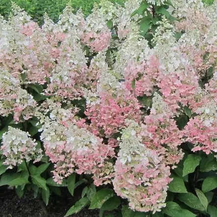 Japaninhortensia Candlelight - Koristepensaat - 45735 - 2