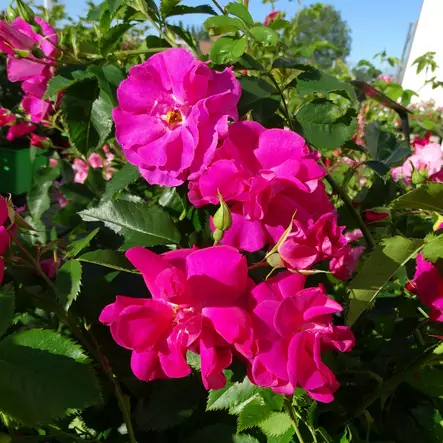 Kanadalainen köynnösruusu Captain Samu - Köynnösruusut - 27575 - 1