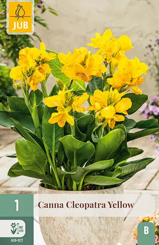 Kanna Cleopatra Yellow 1 kpl/pkt - Muut kukkasipulit - 8720873000915 - 1