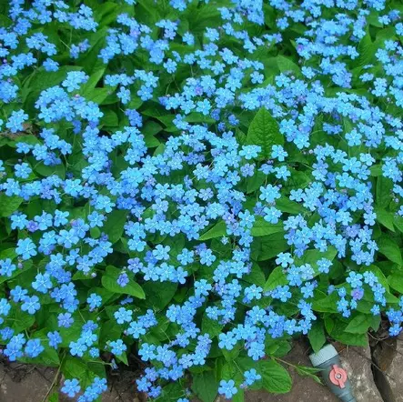 Kevätkaihonkukka - Perennat - 7385 - 1