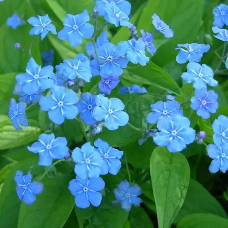 Kevätkaihonkukka - Perennat - 7385 - 2