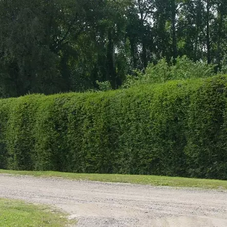 Metsäkuusi aitataimi - Aitakasvit - 55635 - 1