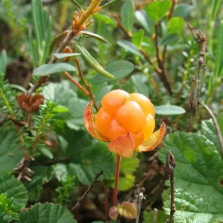 Lakka Nyby P9 - Erikoismarjat ja hyötykasvit - 21805 - 1