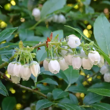 Pensasmustikka Pink Bonbons - Mustikat - 22455 - 1