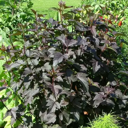 Purppuraheisiangervo Diabolo - Koristepensaat - 4605 - 2