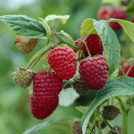 Puutarhavadelma Borgund C2 - Vadelmat - 21465 - 1