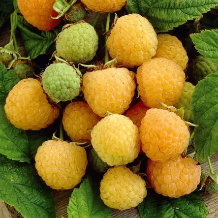 Puutarhavadelma Fallgold C2 - Vadelmat - 2145 - 1