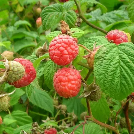 Puutarhavadelma Muskoka P11 - Vadelmat - 21365 - 1