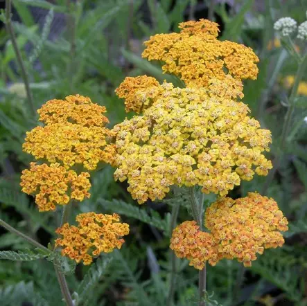 Tarhakärsämö Terra Cotta - Perennat - 70105 - 1