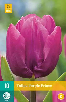Tulppaani Purple Prince 7 kpl/pkt - Tulppaanit - 8712438982385 - 2