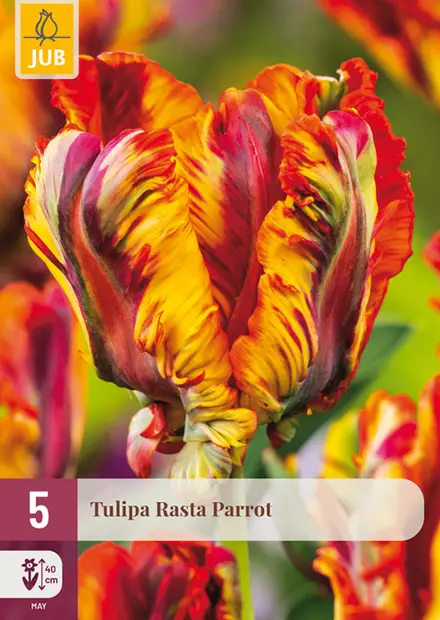 Tulppaani Rasta Parrot 5 kpl/pkt - Tulppaanit - 8712438526725 - 1