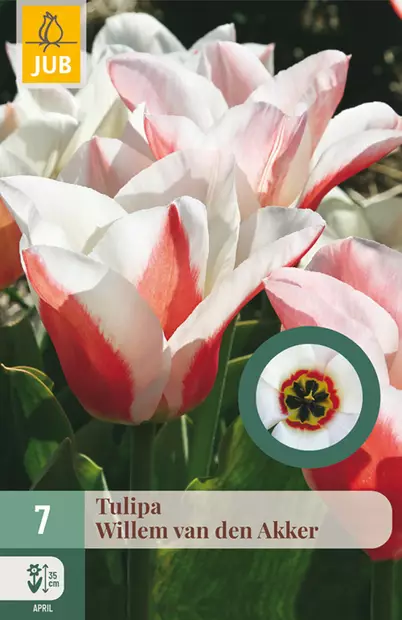 Tulppaani Willem van den Akker 7 kpl/pkt - Tulppaanit - 8712438982545 - 1