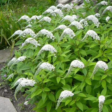 Valkoalpi - Perennat - 7345 - 1
