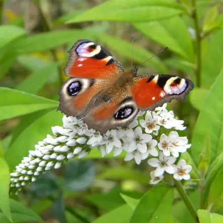 Valkoalpi - Perennat - 7345 - 2