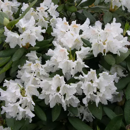 Valkoalppiruusu Cunningham's White - Alppiruusut ja atsaleat - 35565 - 1