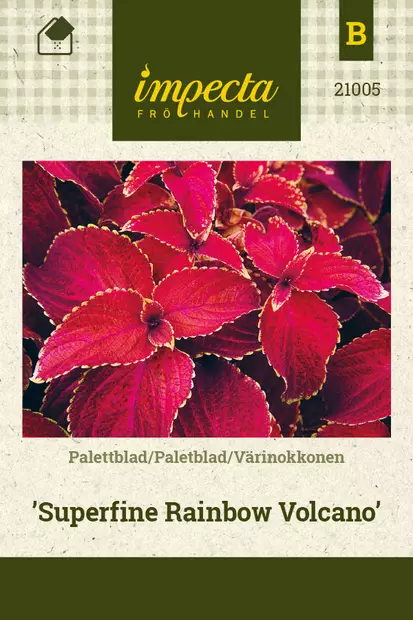 Värinokkonen Superfine Rainbow Volcano - Kukkien ja koristeheinien siemenet - 7332756210055 - 0