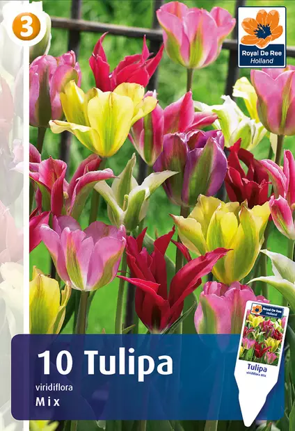 Viherraitatulppanilajitelma 6 kpl/pkt - Tulppaanit - 8711148314165 - 1